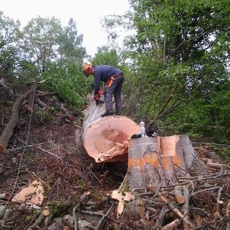 Florian Neuhauser steht mit der Motorsäge über einem gefällten Baum
